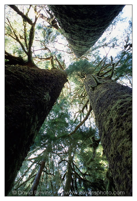 Sitka Spruce Trees