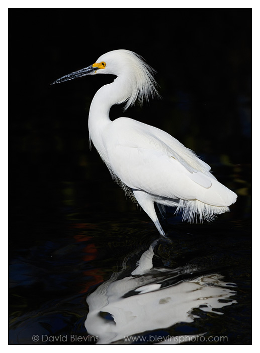 Snowy Egret