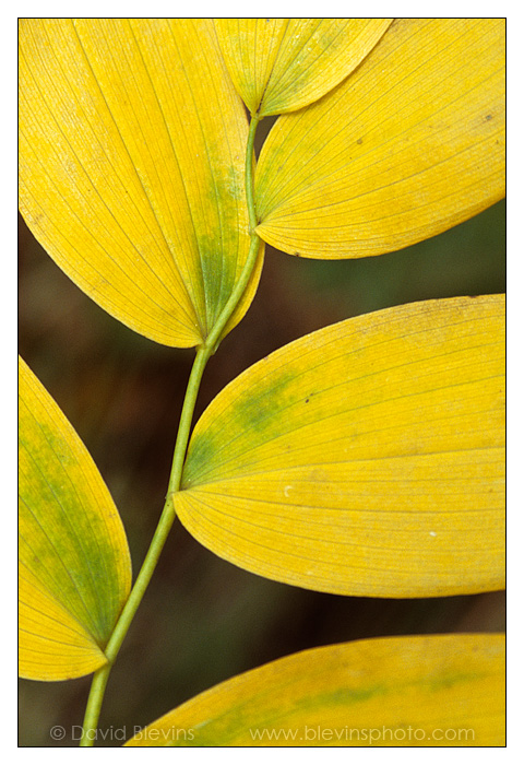 Solomon's Seal