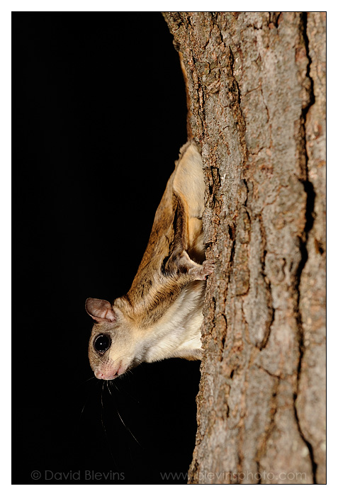 Southern Flying Squirrel