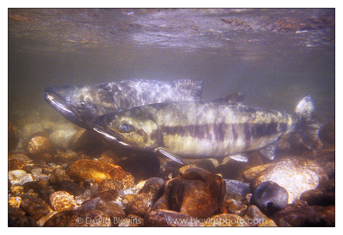 Spawning Chum Salmon