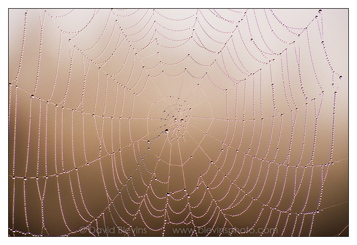 Dew on a Spider Web