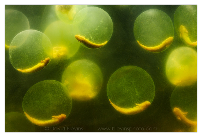 Spotted Salamander Eggs