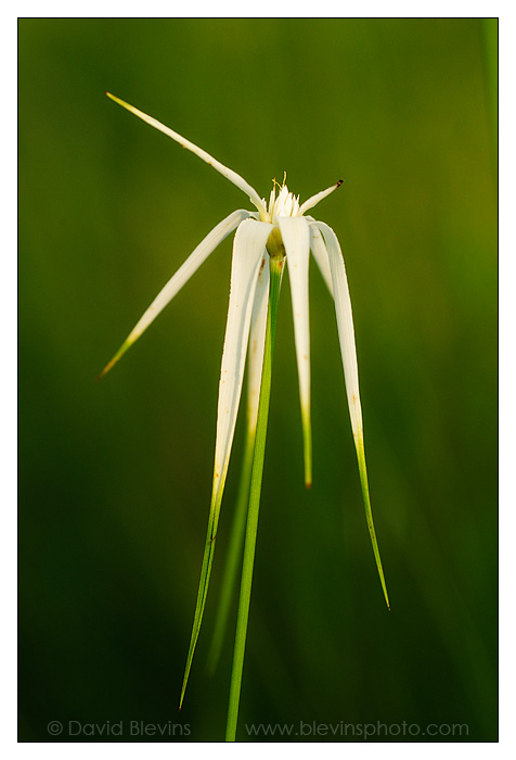 Starrush Whitetop