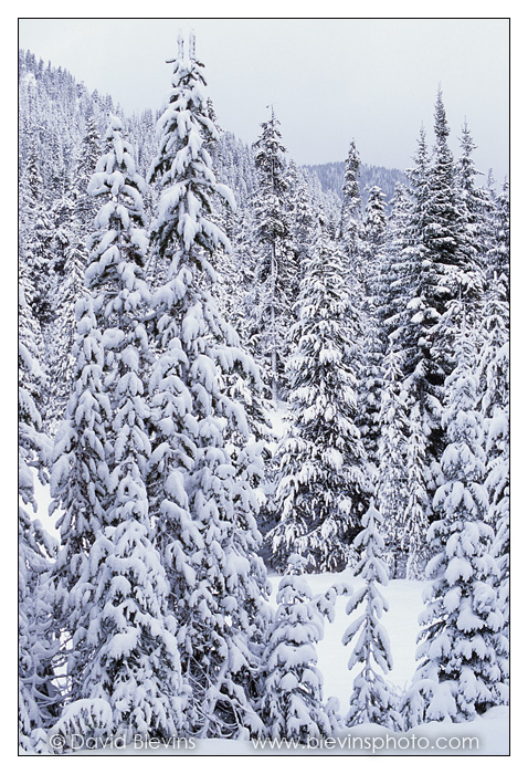 Subalpine Fir and Engelmann Spruce