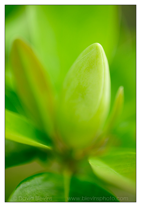 Sweetbay Flower Bud