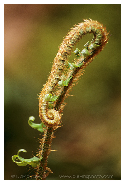 Sword Fern Fiddlehead