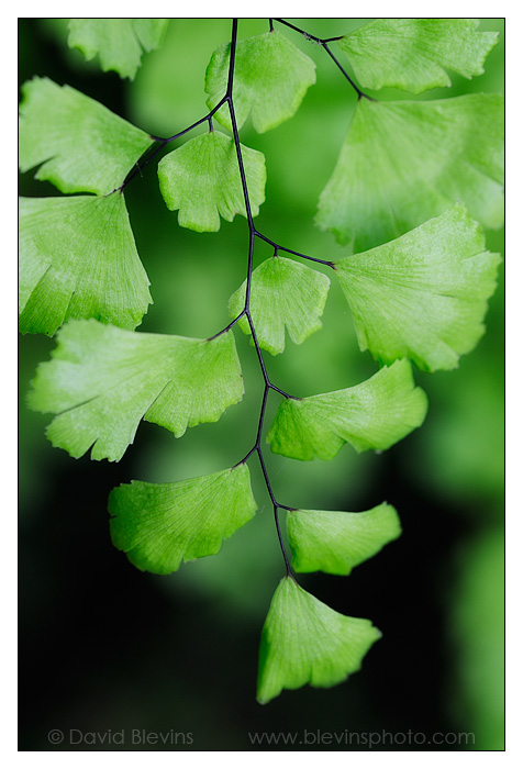 Venus'-hair Fern