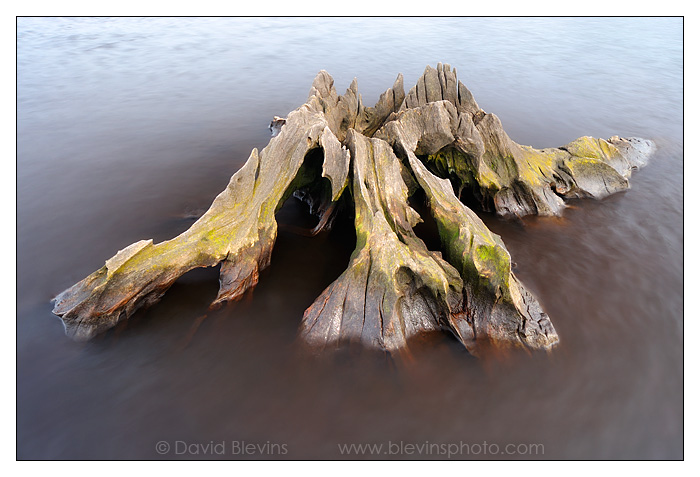 Weathered Cypress Stump #2