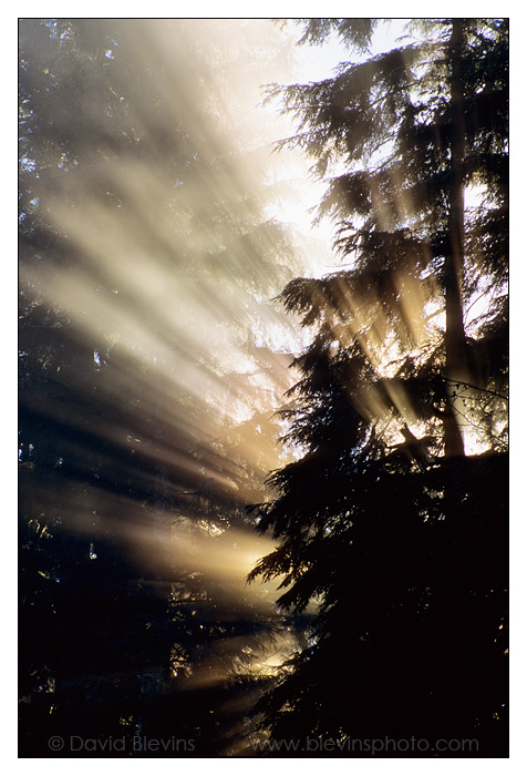 Western Hemlock