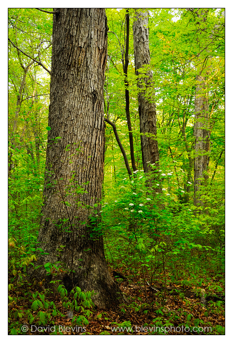 White Oak Forest