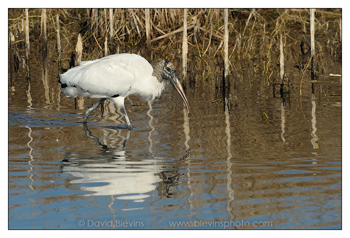 Wood Stork